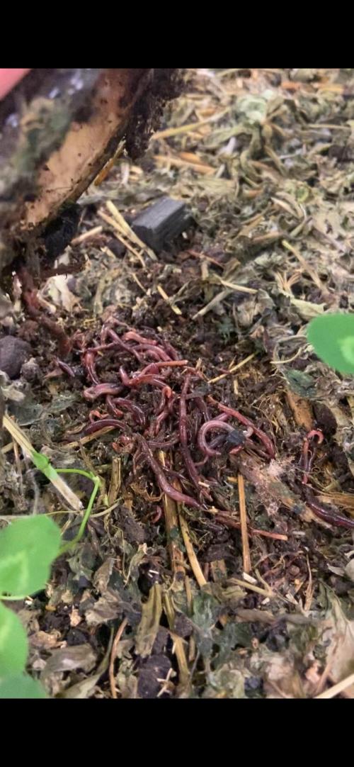 White Russian 💀 Serious Genetics Run. Week 11