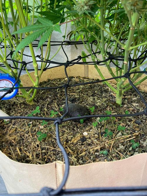 Bubble Gum 🍬 Sweet Green Evolution. Week 12