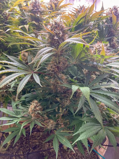 Bubble Gum 🍬 Sweet Green Evolution. Week 12