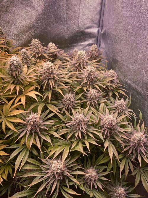 Bubble Gum 🍬 Sweet Green Evolution. Week 12