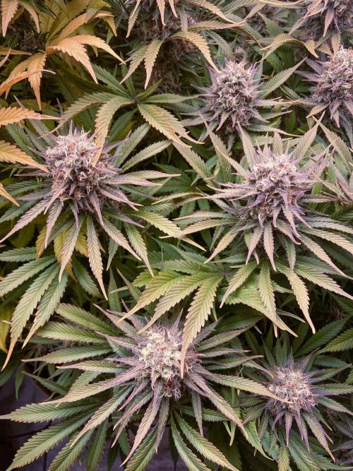 Bubble Gum 🍬 Sweet Green Evolution. Week 12