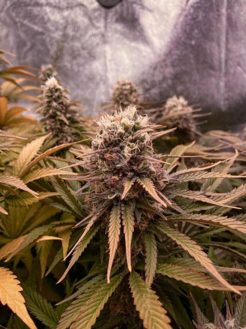 Bubble Gum 🍬 Sweet Green Evolution. Week 12