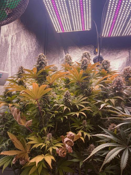 White Russian 💀 Serious Genetics Run. Week 12