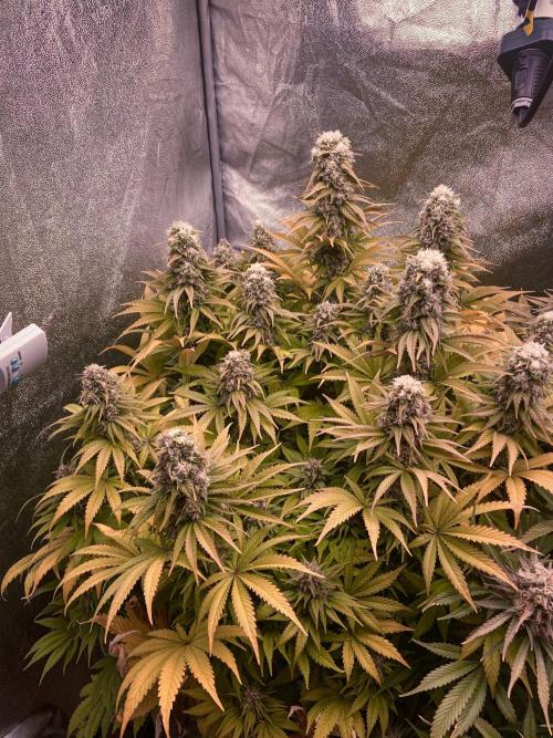 White Russian 💀 Serious Genetics Run. Week 12