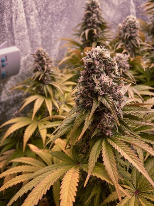 White Russian 💀 Serious Genetics Run. Week 12