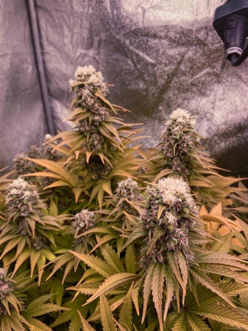 White Russian 💀 Serious Genetics Run. Week 12