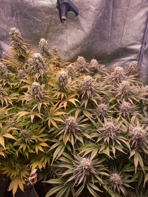 White Russian 💀 Serious Genetics Run. Week 12