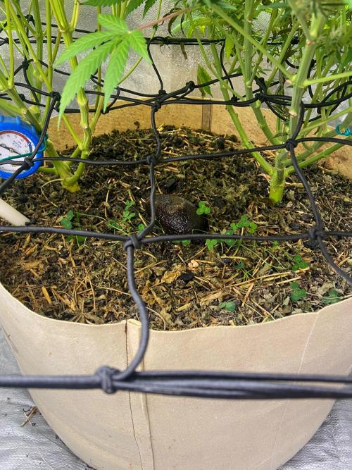 Bubble Gum 🍬 Sweet Green Evolution. Week 13