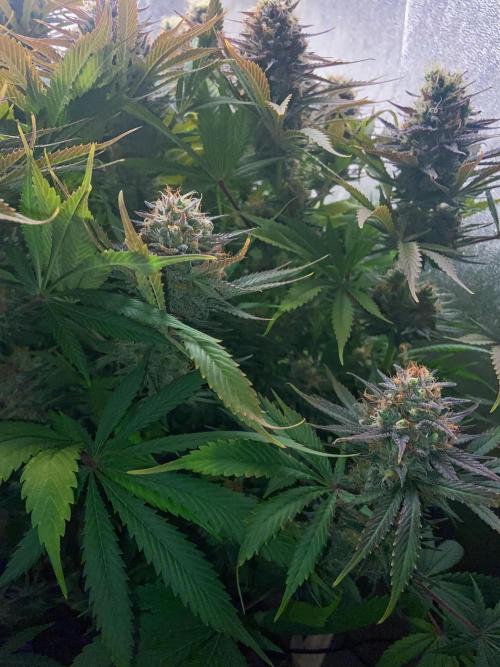 Bubble Gum 🍬 Sweet Green Evolution. Week 13