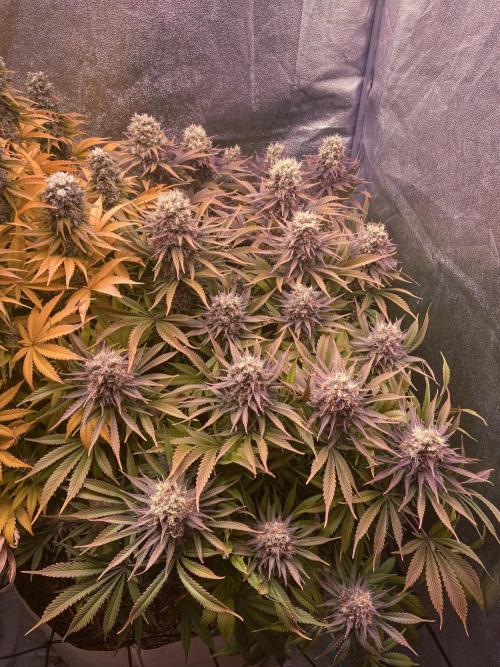 Bubble Gum 🍬 Sweet Green Evolution. Week 13