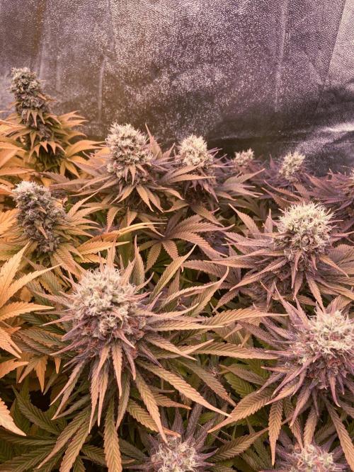 Bubble Gum 🍬 Sweet Green Evolution. Week 13