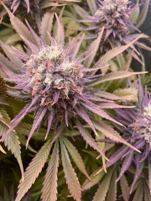 Bubble Gum 🍬 Sweet Green Evolution. Week 13