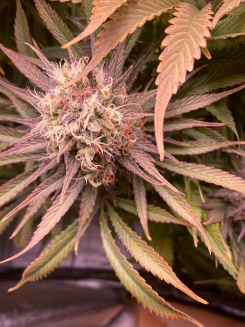 Bubble Gum 🍬 Sweet Green Evolution. Week 13