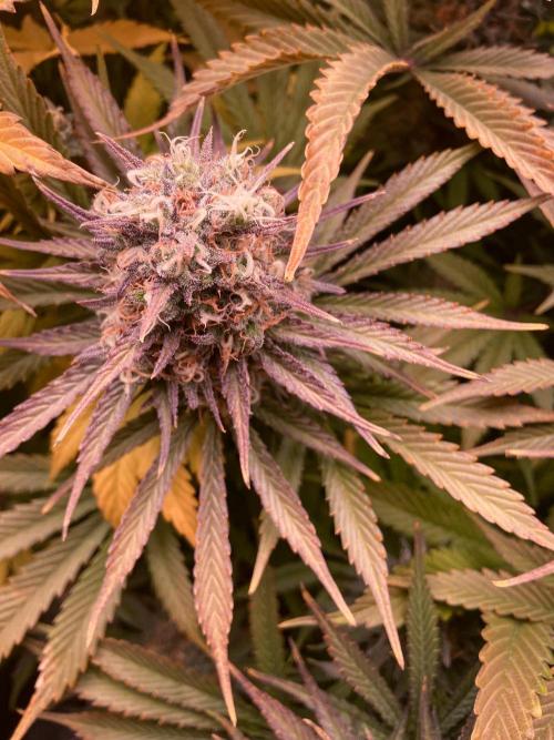 Bubble Gum 🍬 Sweet Green Evolution. Week 13