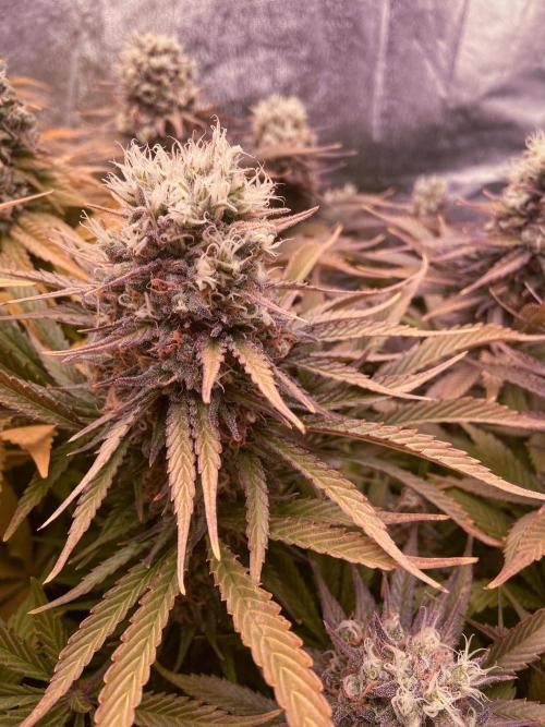 Bubble Gum 🍬 Sweet Green Evolution. Week 13