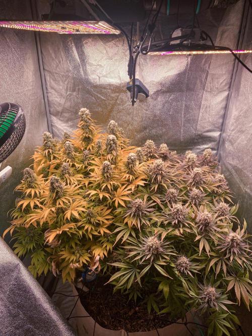 Bubble Gum 🍬 Sweet Green Evolution. Week 13