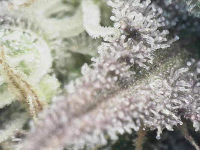 Bubble Gum 🍬 Sweet Green Evolution. Week 13