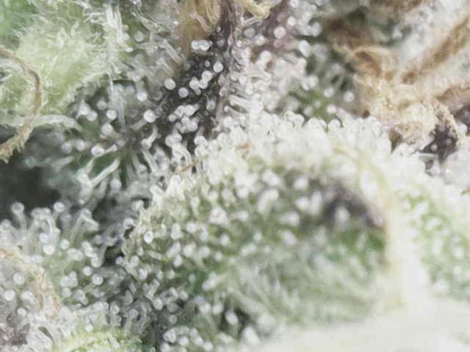 Bubble Gum 🍬 Sweet Green Evolution. Week 13