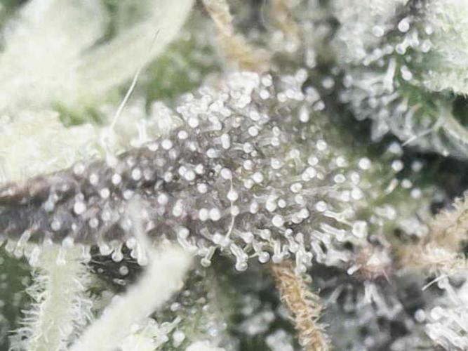 Bubble Gum 🍬 Sweet Green Evolution. Week 13