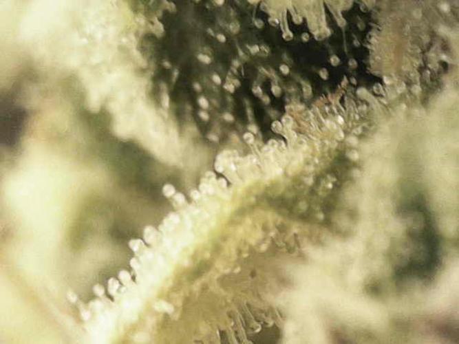 Bubble Gum 🍬 Sweet Green Evolution. Week 13