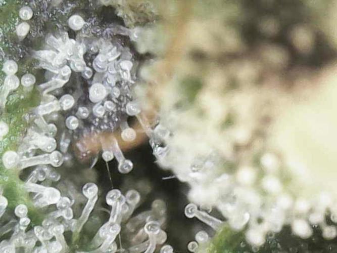 Bubble Gum 🍬 Sweet Green Evolution. Week 13