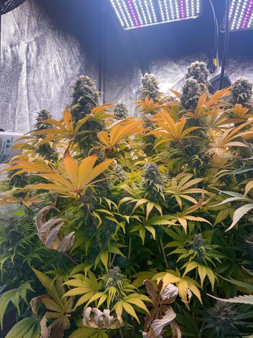 White Russian 💀 Serious Genetics Run. Week 13