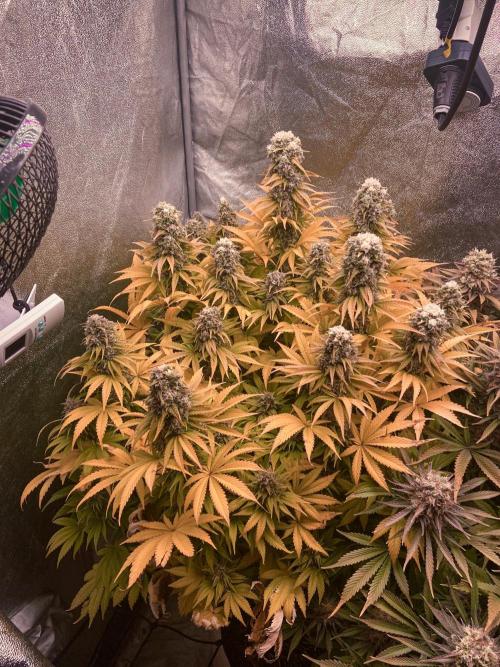 White Russian 💀 Serious Genetics Run. Week 13