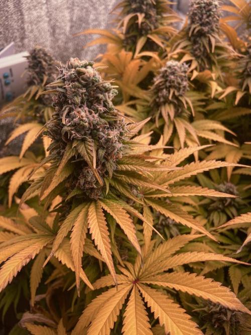 White Russian 💀 Serious Genetics Run. Week 13