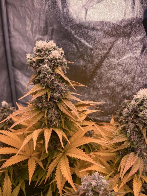 White Russian 💀 Serious Genetics Run. Week 13