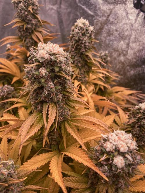 White Russian 💀 Serious Genetics Run. Week 13