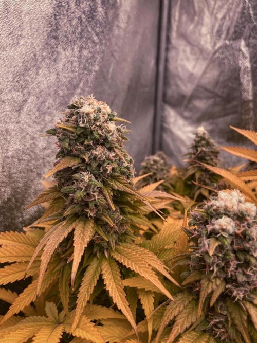 White Russian 💀 Serious Genetics Run. Week 13