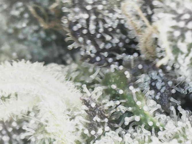 White Russian 💀 Serious Genetics Run. Week 13