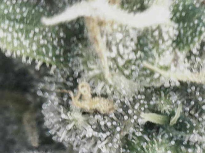 White Russian 💀 Serious Genetics Run. Week 13