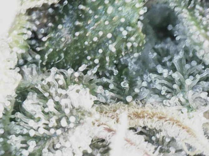 White Russian 💀 Serious Genetics Run. Week 13