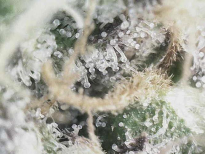 White Russian 💀 Serious Genetics Run. Week 13