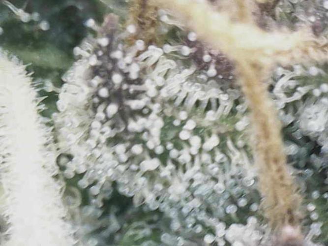 White Russian 💀 Serious Genetics Run. Week 13