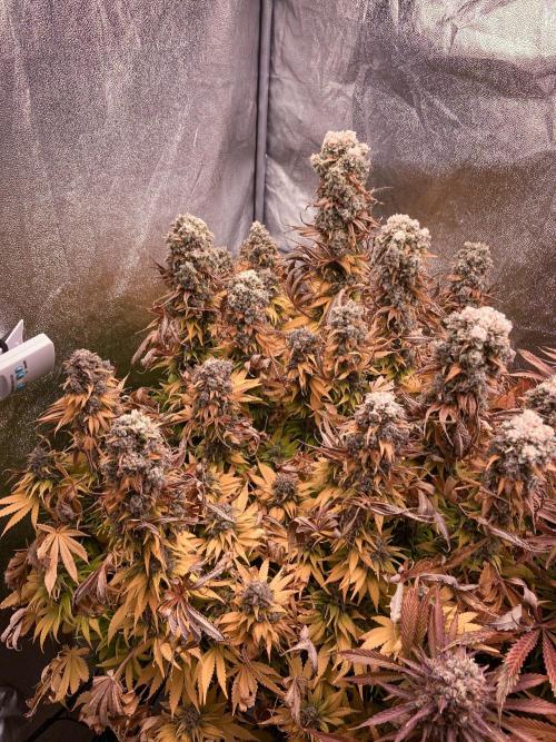 White Russian 💀 Serious Genetics Run. Week 16