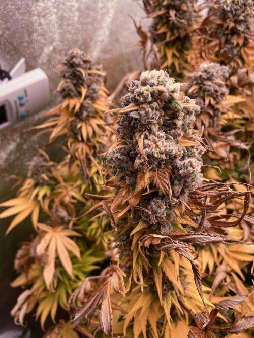 White Russian 💀 Serious Genetics Run. Week 16