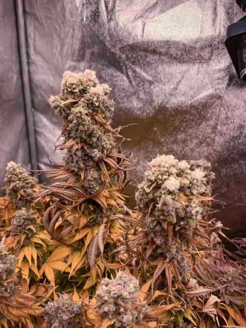 White Russian 💀 Serious Genetics Run. Week 16