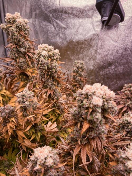 White Russian 💀 Serious Genetics Run. Week 16