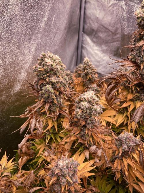 White Russian 💀 Serious Genetics Run. Week 16