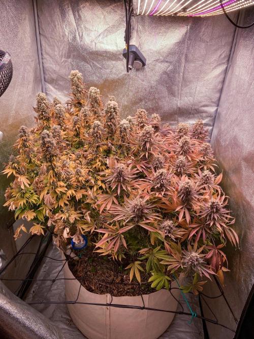 White Russian 💀 Serious Genetics Run. Week 16