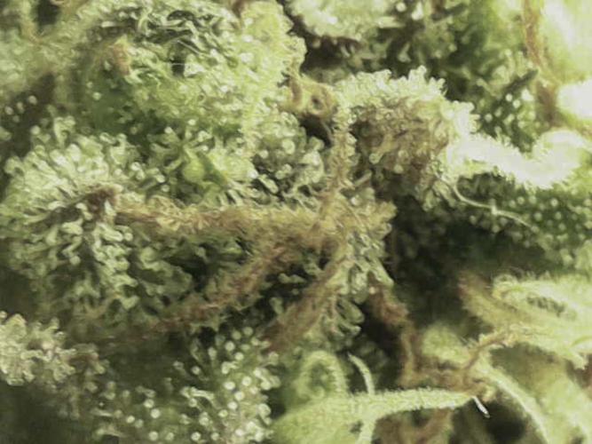 White Russian 💀 Serious Genetics Run. Week 16