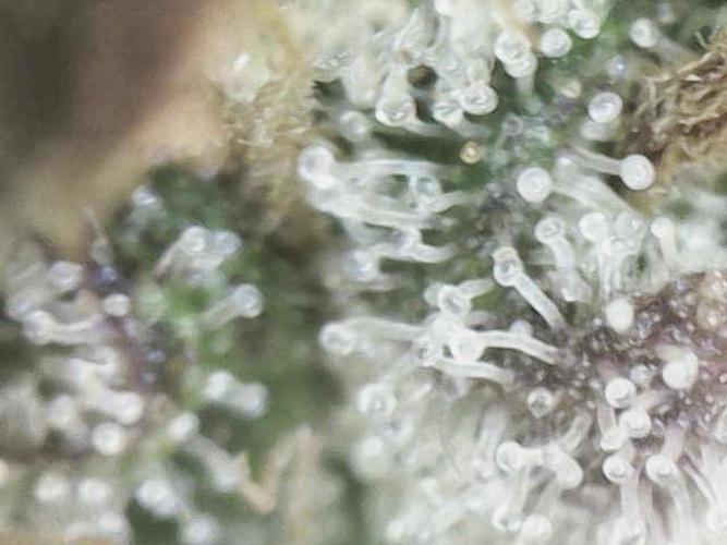 White Russian 💀 Serious Genetics Run. Week 16