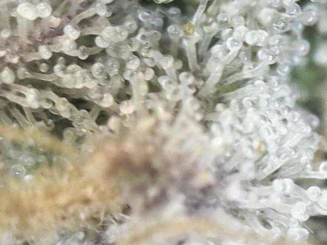 White Russian 💀 Serious Genetics Run. Week 16