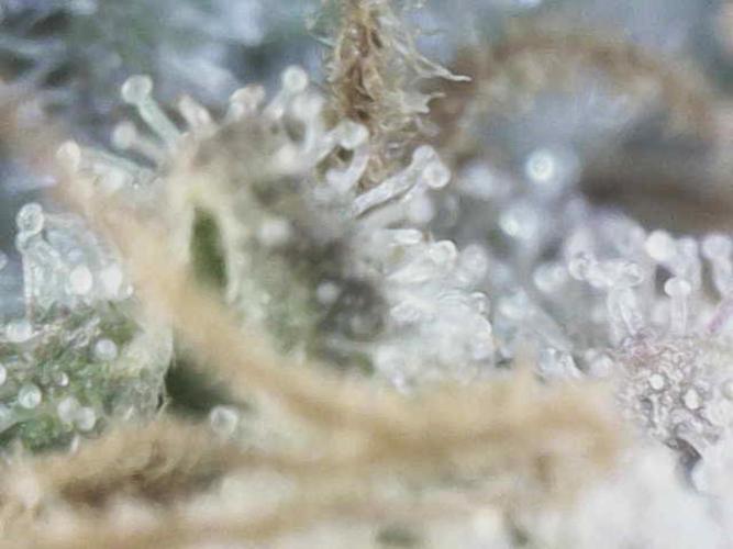 White Russian 💀 Serious Genetics Run. Week 16