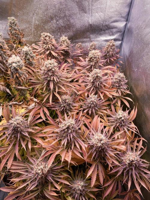 Bubble Gum 🍬 Sweet Green Evolution. Week 16