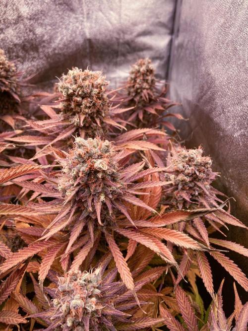 Bubble Gum 🍬 Sweet Green Evolution. Week 16