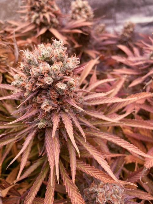 Bubble Gum 🍬 Sweet Green Evolution. Week 16