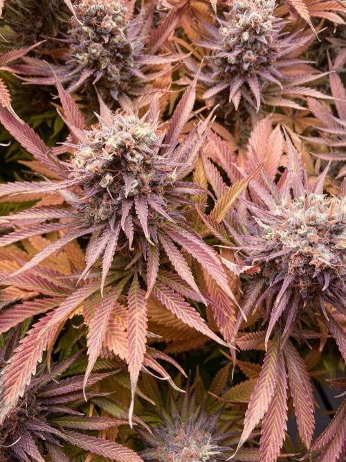 Bubble Gum 🍬 Sweet Green Evolution. Week 16